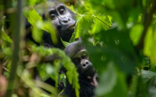 4 Day Uganda Gorilla Trek [320x200]